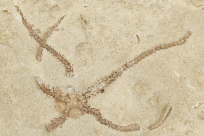 Jurassic Brittle Star Fossil - Solnhofen #256660